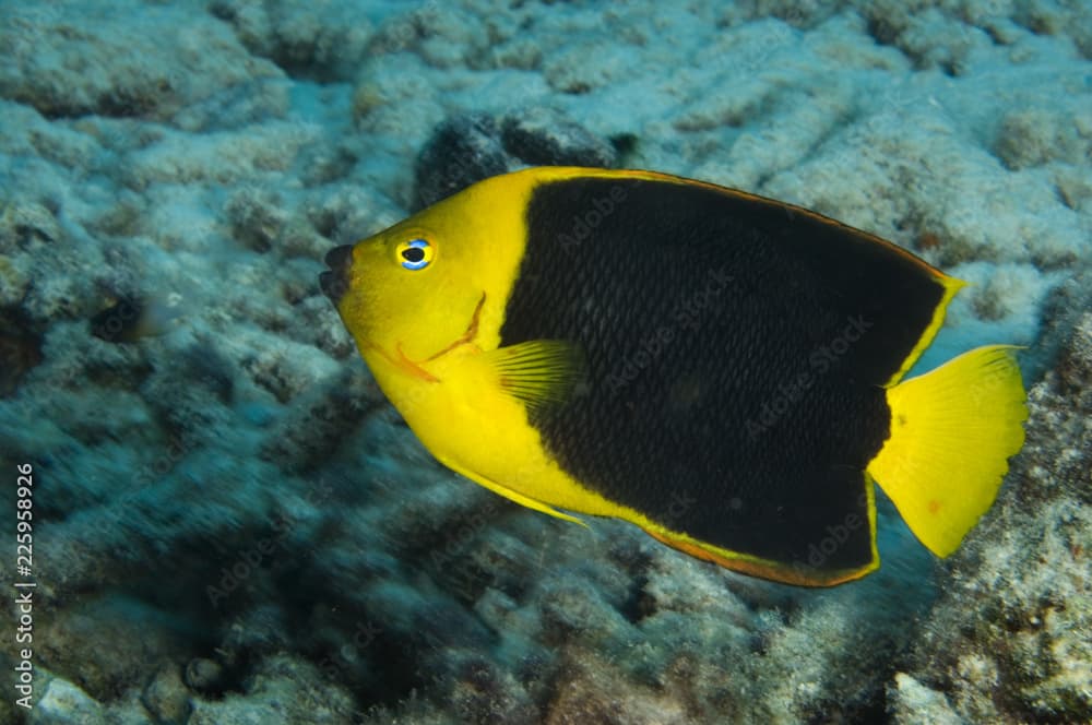 Rock beauty angelfish on coral reef at Bonaire Island in the Caribbean