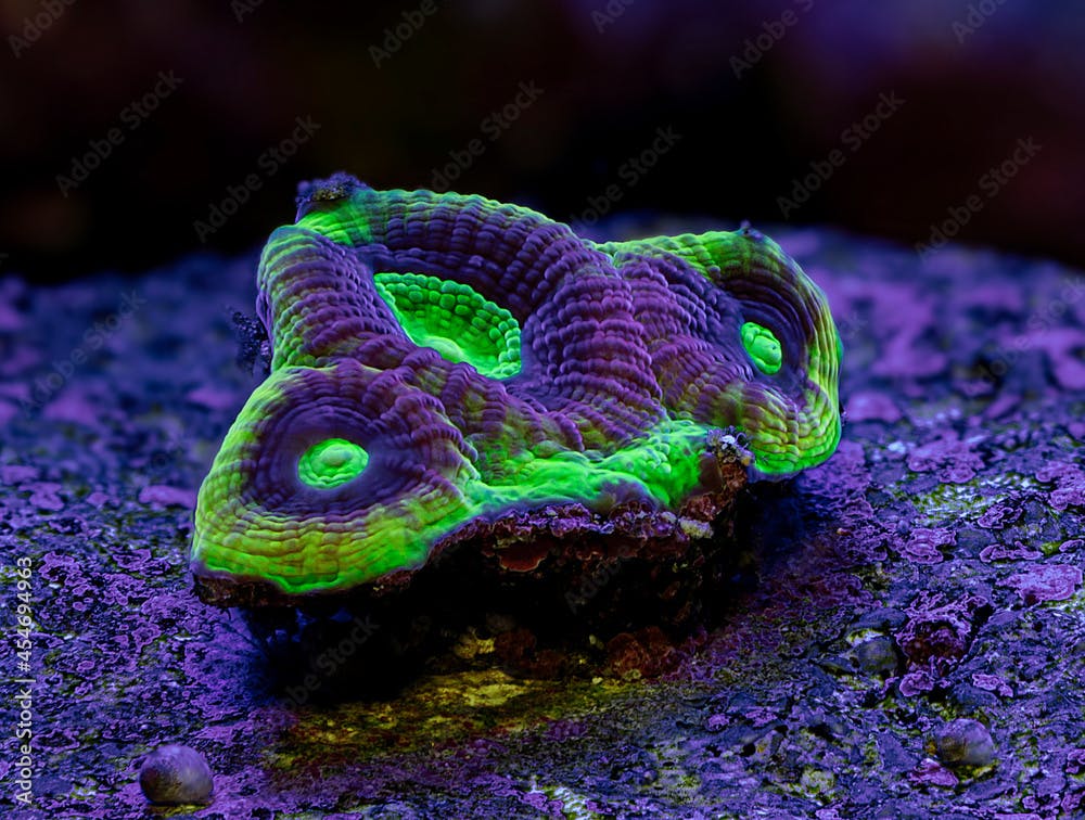 Coral dragon soul favia. Coral in aquarium.