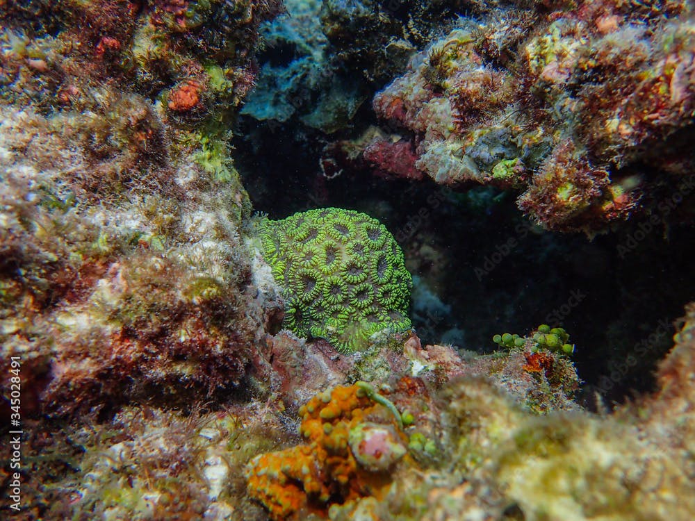 Juvenile Favia coral species in the coral reef