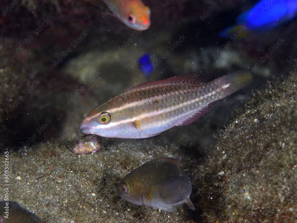 イチモンジブダイの幼魚