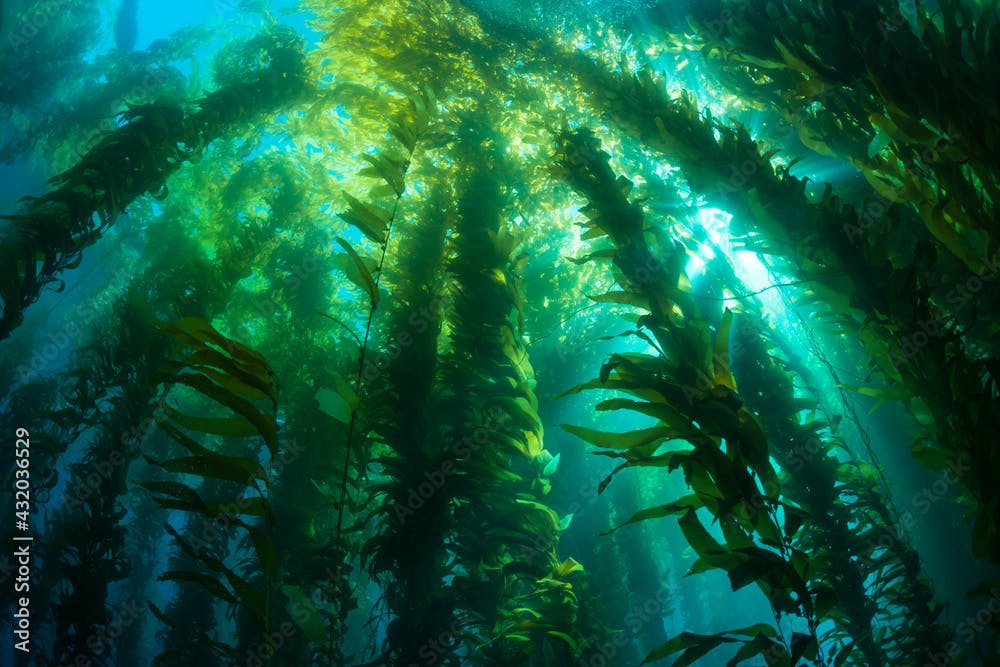 The underwater kelp forests off San Clemente Island in California's Channel Islands are some of the most beautiful in the world.