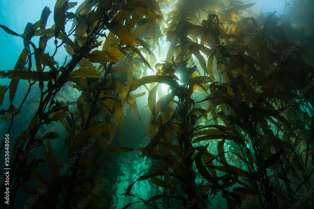 A forest of Giant kelp, Macrocystis pyrifera, grows in the cold eastern Pacific waters that flow along the California coast. Kelp forests support a surprising and diverse array of marine biodiversity.