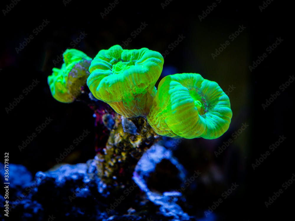 Trumpet Coral (Caulastrea curvata) in aa reef aquarium (LPS coral)