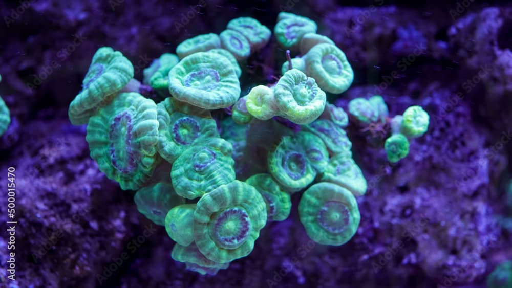 Caulastrea curvata LPS coral