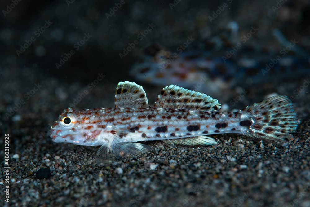 Decorated Sand-Goby Istigobius decoratus