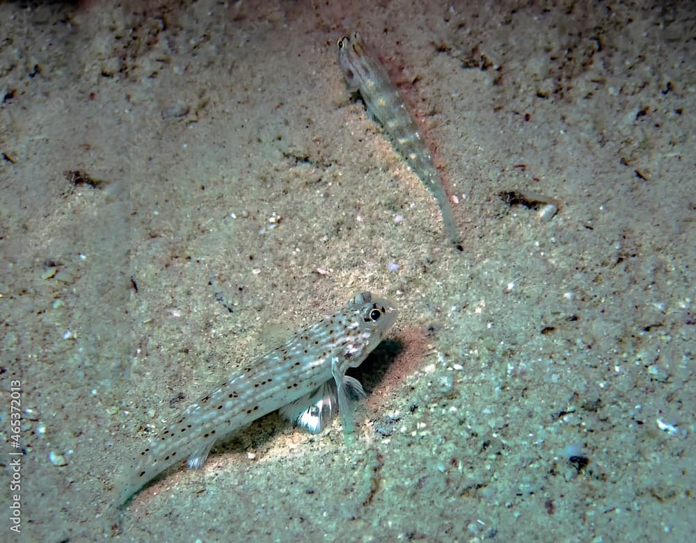 A Decorated Goby (Istigobius decoratus) in the Red Sea, Egypt