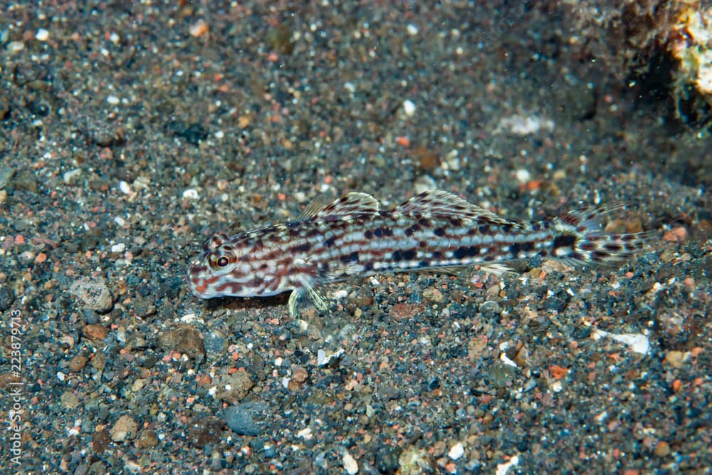 Decorated Sand-Goby Istigobius decoratus