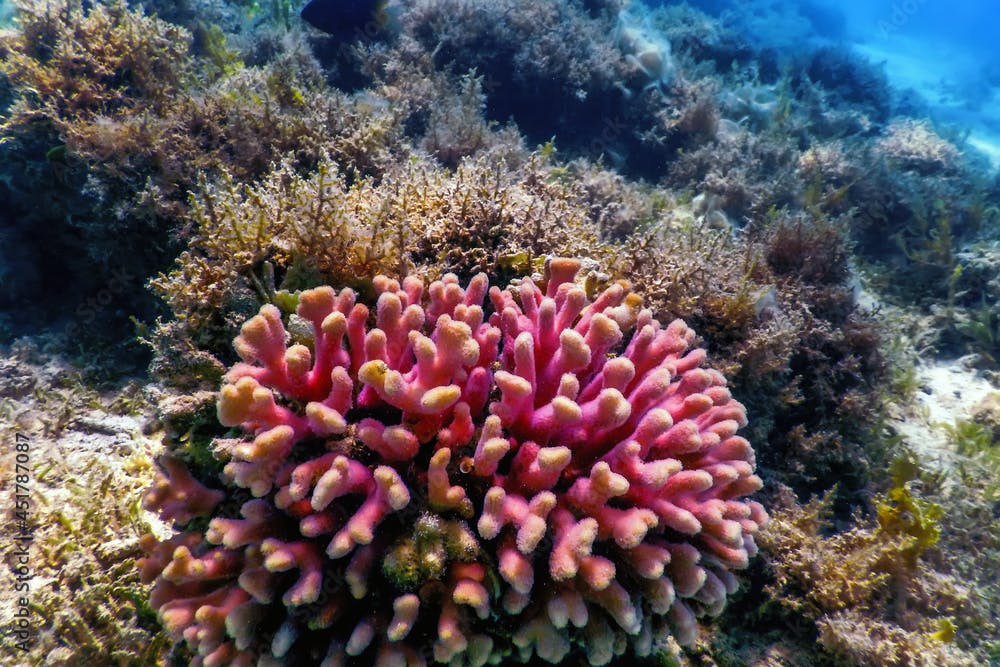 Hood coral, smooth cauliflower coral (Stylophora pistillata) Underwater