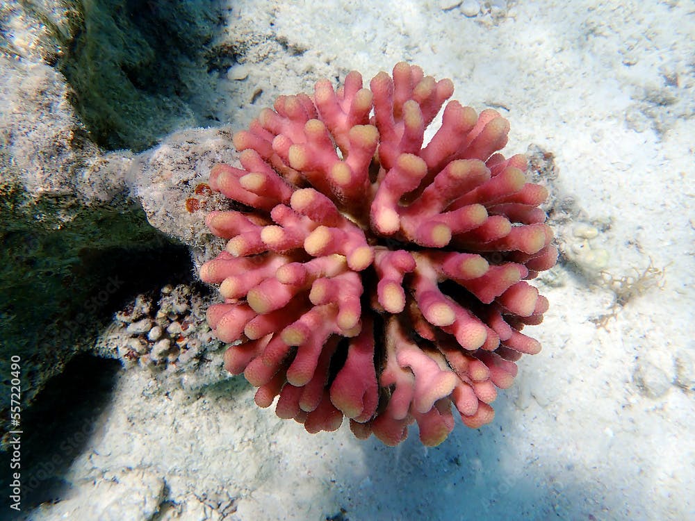 Stylophora is a genus of colonial stony corals in the family Pocilloporidae