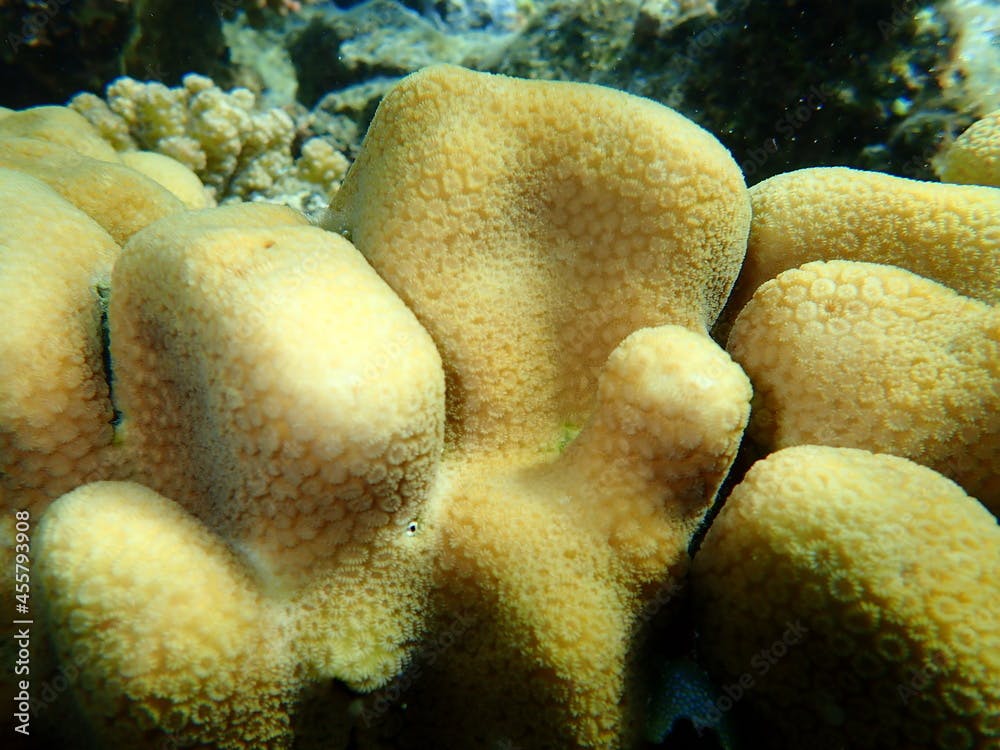 Stony coral Knob coral (Goniastrea stelligera. Previously called Favia stelligera) undersea, Red Sea, Egypt, Sharm El Sheikh, Nabq Bay