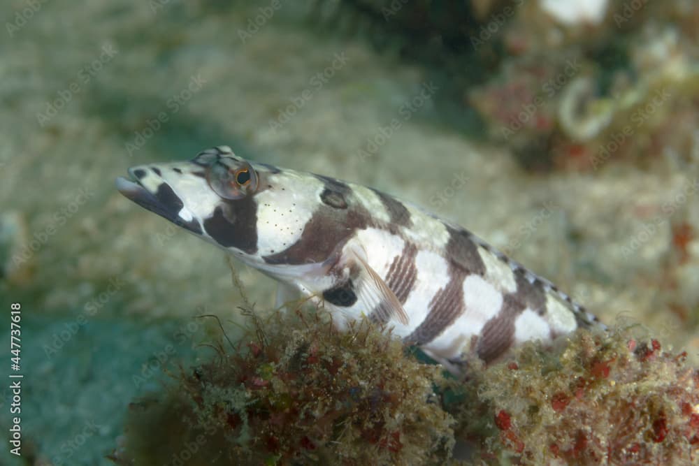 Parapercis tetracantha fish swimming underwater