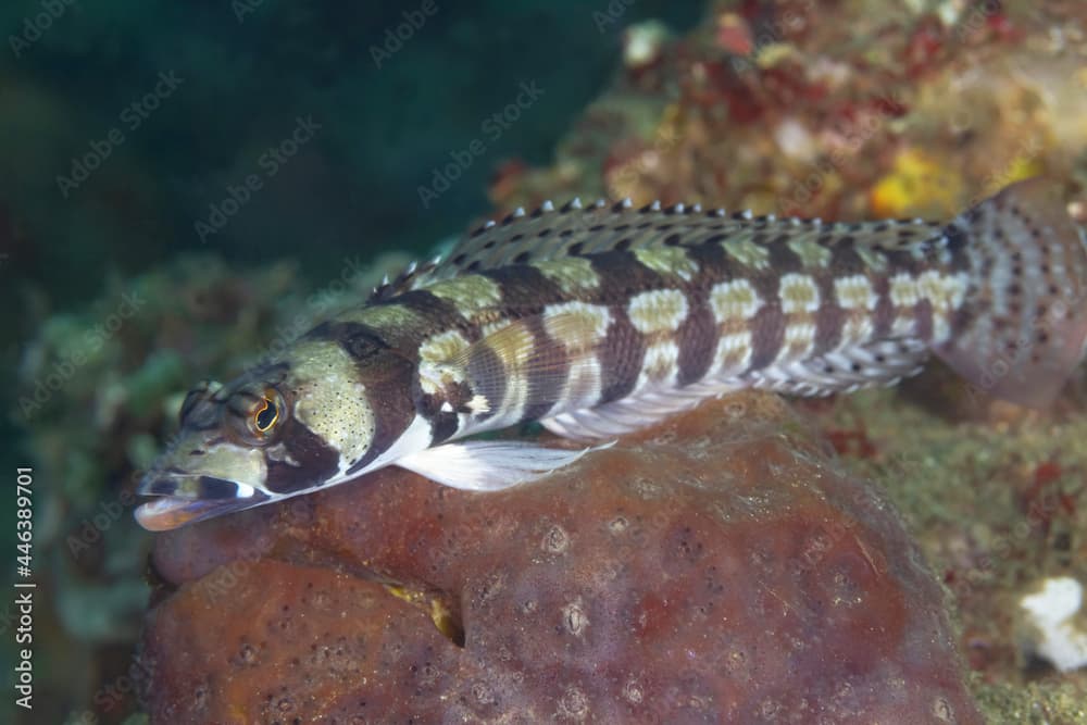 Parapercis tetracantha fish swimming underwater