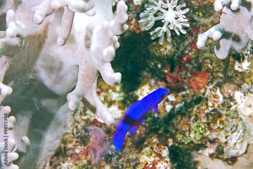 orchid dottyback (pseudochromis fridmani)