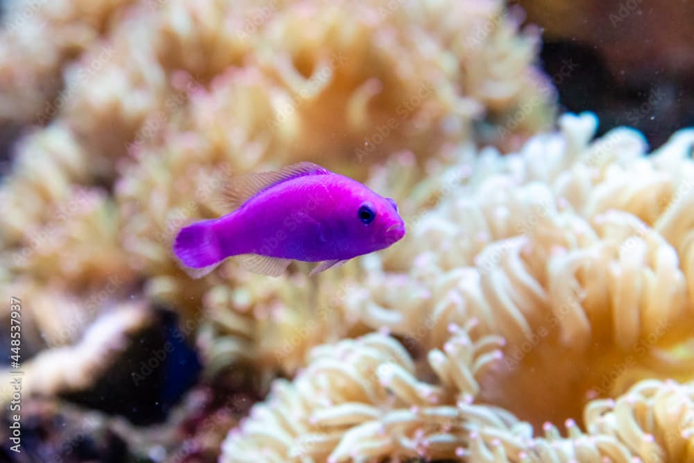 small fish Pseudochromis Fridmani