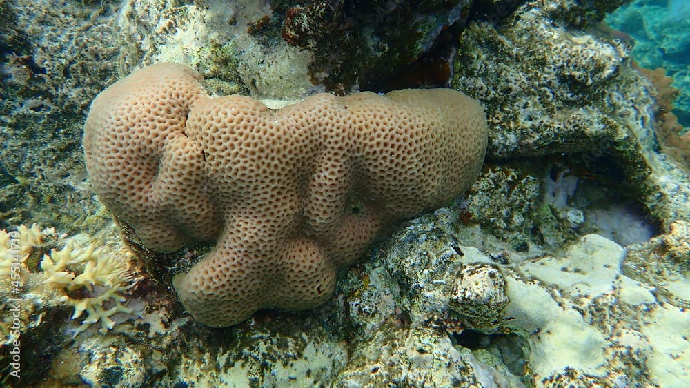 Lesser star coral or Brain coral  (Goniastrea edwardsi) undersea, Red Sea, Egypt, Sharm El Sheikh, Nabq Bay