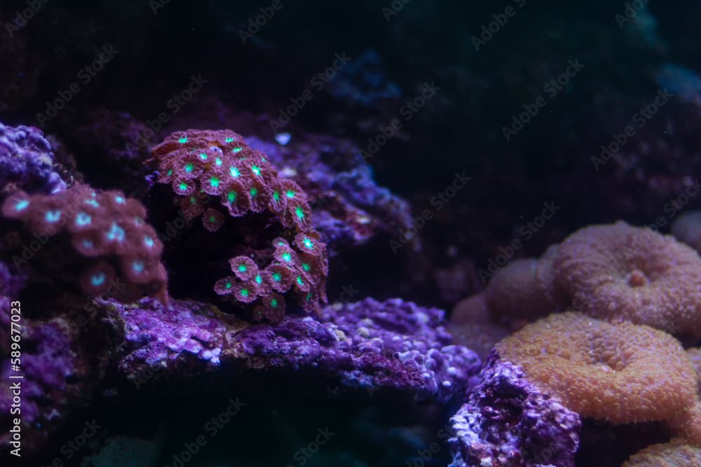 Pink and Green Blastomussa Merletti Coral, Bioluminescent Pineapple Coral, Great Barrier Reef, Copy Space