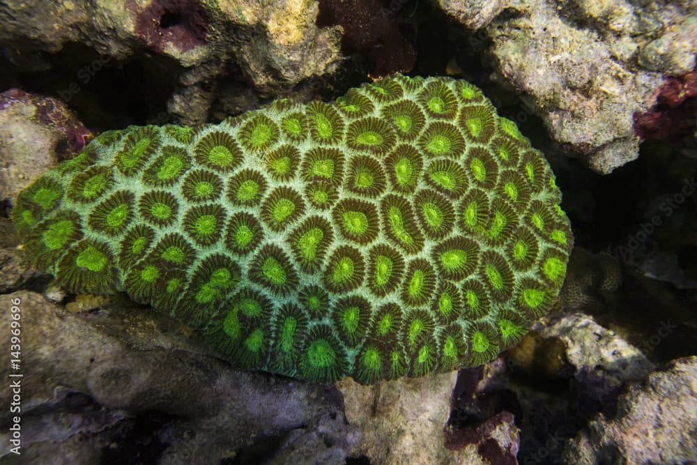 Favites coral green . Pineapple coral (Moon coral). On the background of stones.