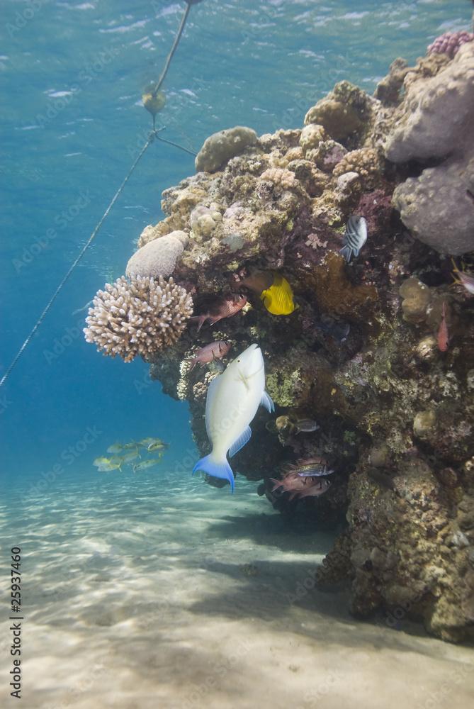 A variety of tropical fish on a shallow coral reef.