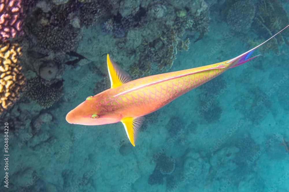 Longnose parrotfish. Red Sea, Egypt. 