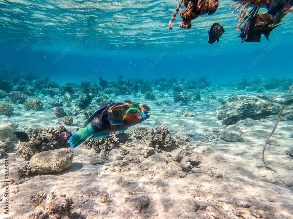 Close up view of Hipposcarus longiceps or Longnose Parrotfish (Hipposcarus Harid) at coral reef..