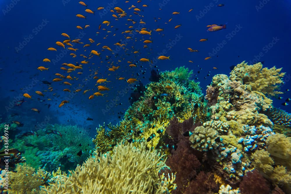 Common Bigeye and other tropical fish on coral reef in the Red Sea