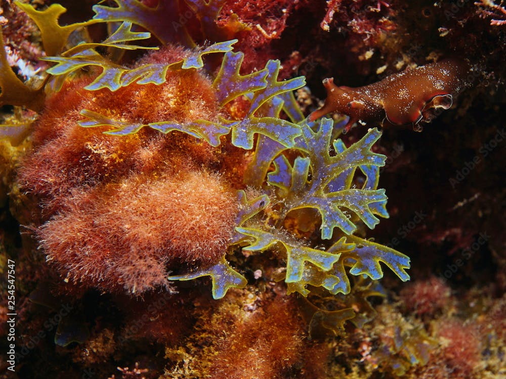 Colorful algae Dictyota dichotoma with Ceramium Sp. underwater in the Mediterranean sea, Spain