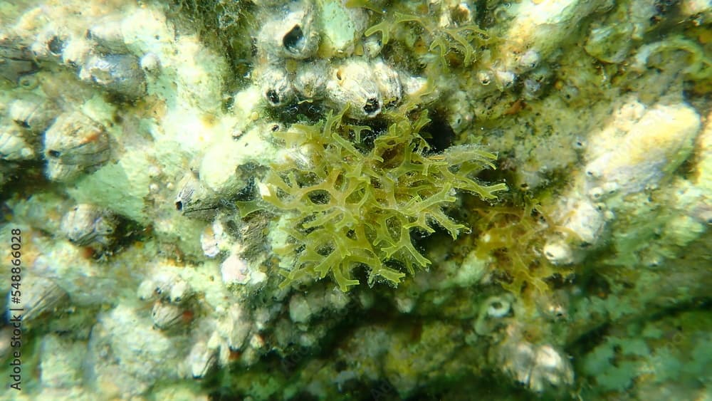 Brown algae forkweed or doubling weed (Dictyota dichotoma) undersea, Aegean Sea, Greece, Halkidiki