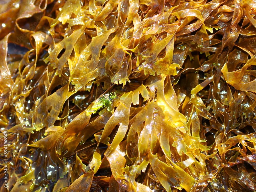 Forked Ribbons (Dictyota dichotoma)