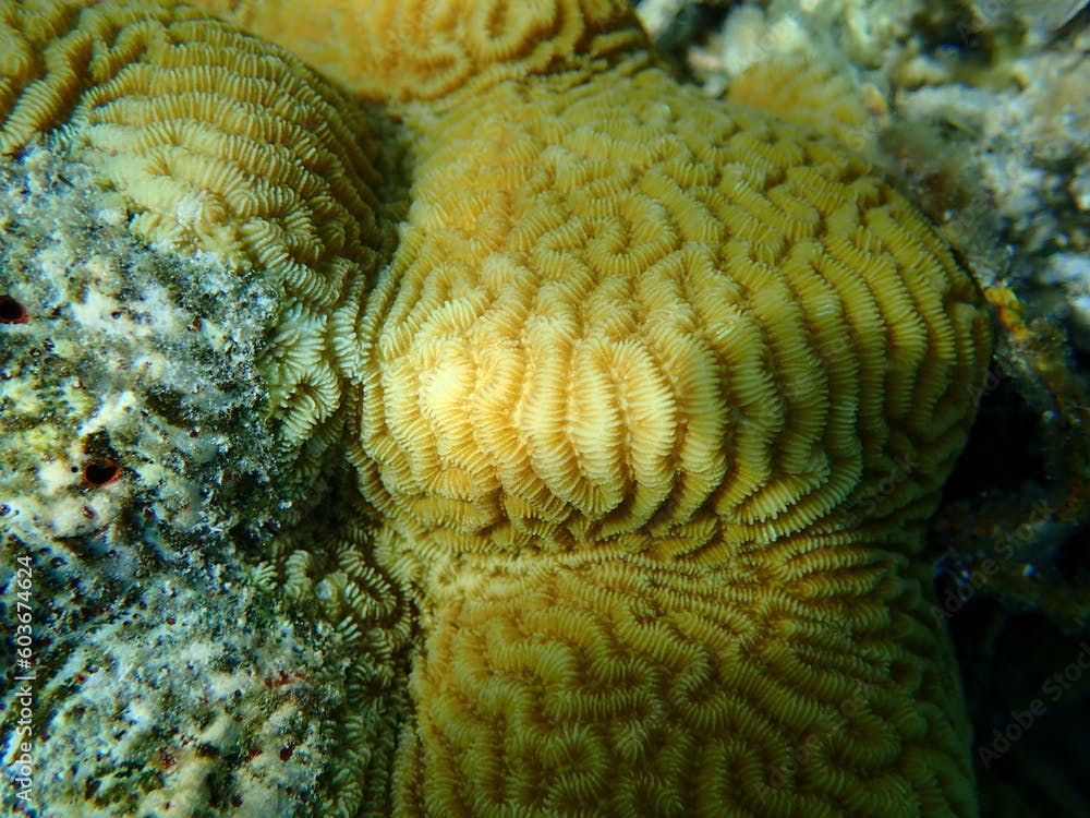 Lesser valley coral or hard brain coral (Platygyra lamellina) undersea, Red Sea, Egypt, Sharm El Sheikh, Nabq Bay