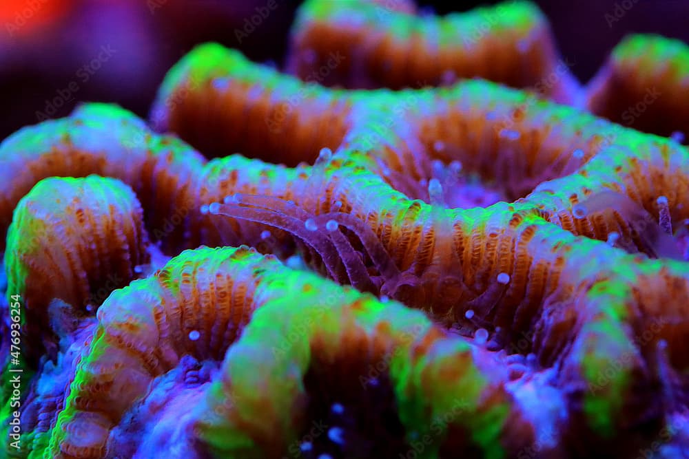 Maze Brain LPS Coral - Platygyra sp.