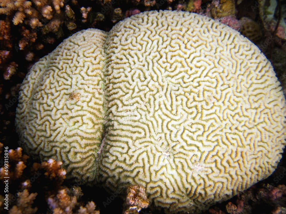 Faviidae - Platygyra lamellina - Hard Brain Coral