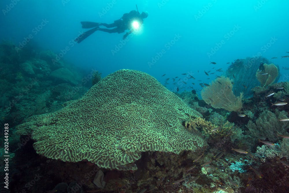 Hard brain coral (Platygyra lamellina). Picture was taken in the Ceram sea, Raja Ampat, West Papua, Indonesia