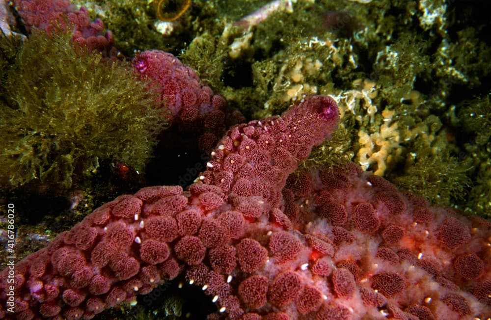 A Giant Sun Seastar Sunstar Arm Showing the Exoskeleton Polyps