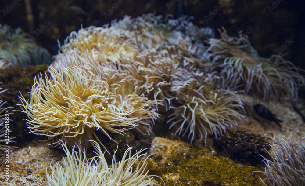 Yellow anemones