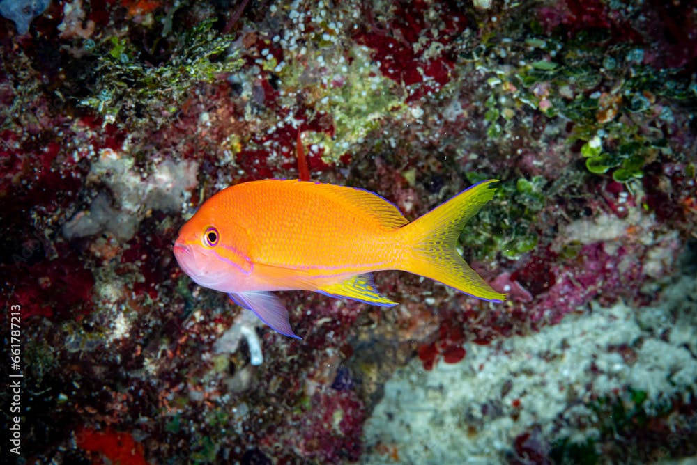 Squarespot Anthias Pseudanthias pleurotaenia