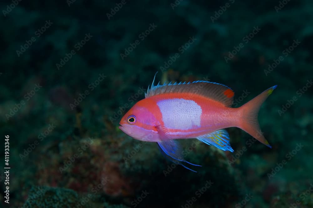 Squarespot anthias (Pseudanthias pleurotaenia) near Mabul island, Malaysia