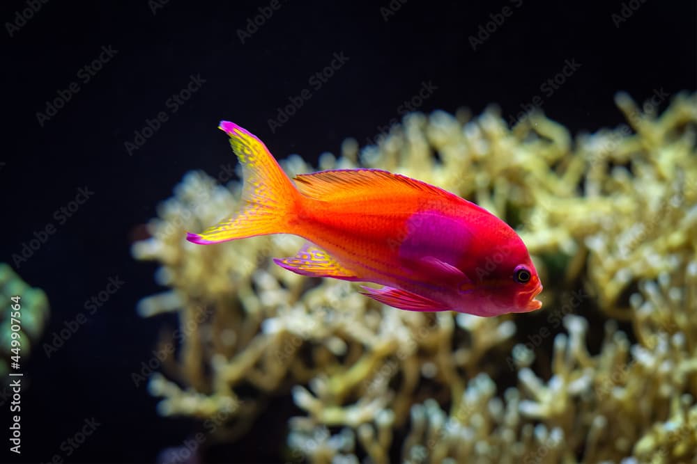 Squarespot anthias Pseudanthias pleurotaenia fish underwater in sea