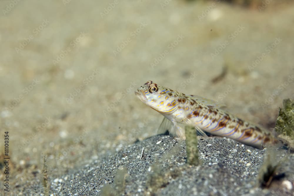 ornate shrimpgoby