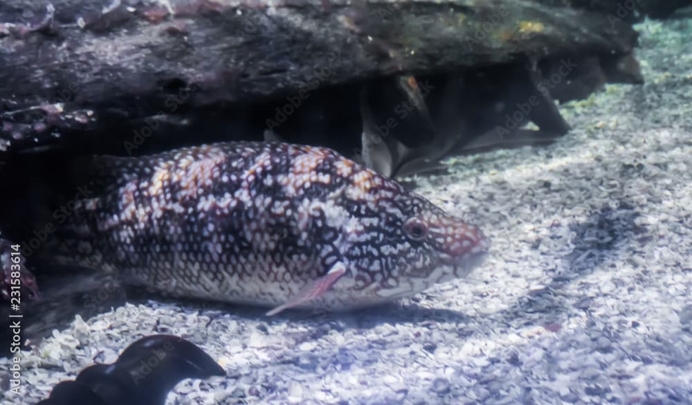 sharpnose sandperch tropical bottom dweller fish portrait at the bottom of the exotic ocean