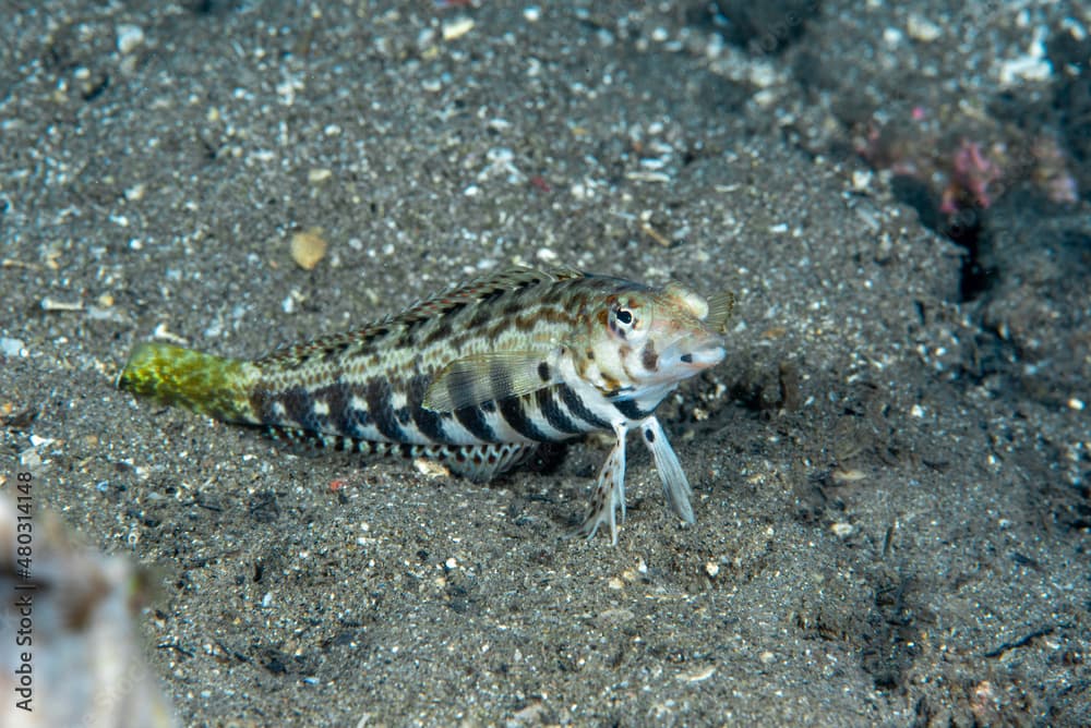 Sharpnose Sandperch Parapercis cylindrica