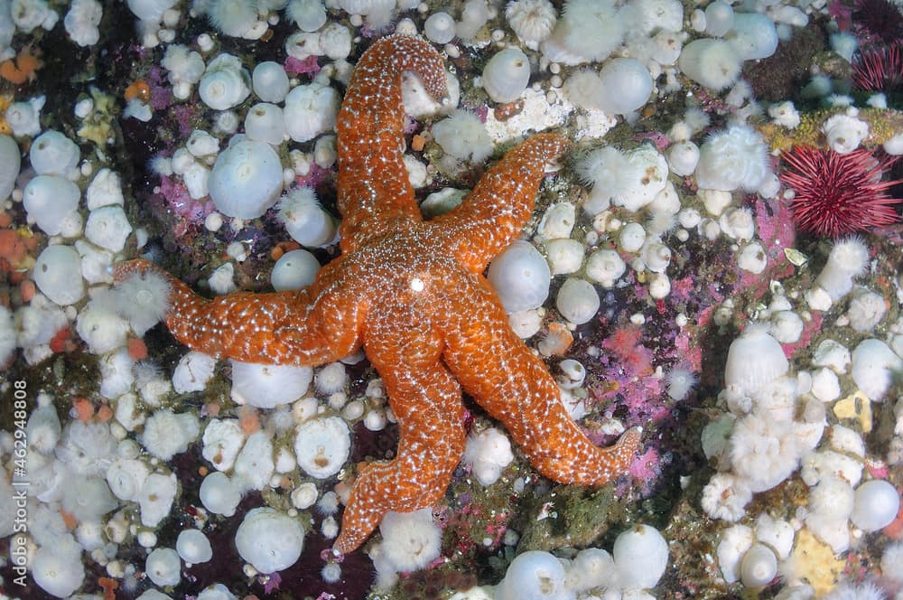 Mottled sea star