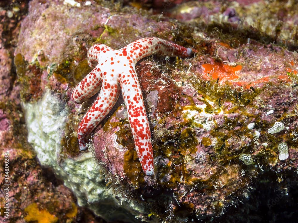 SPOTTED LINCKIA seastar