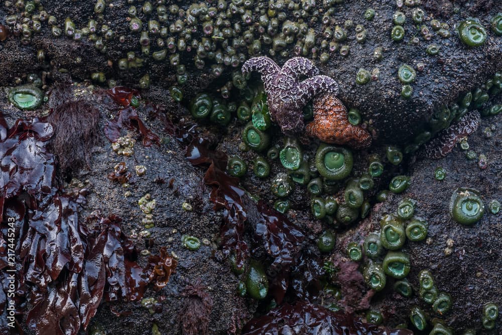 Orange and Purple Sea Stars