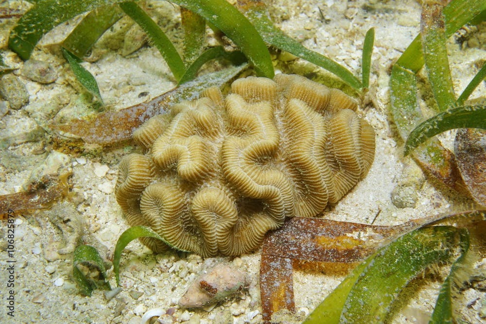Marine life, rose coral, Manicina areolata, on a shallow seabed with sand and seagrass, Caribbean sea
