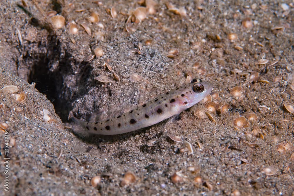 Pale shrimp-goby Ctenogobiops feroculus