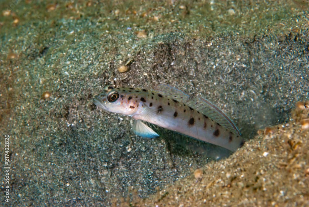 Pale shrimp-goby Ctenogobiops feroculus