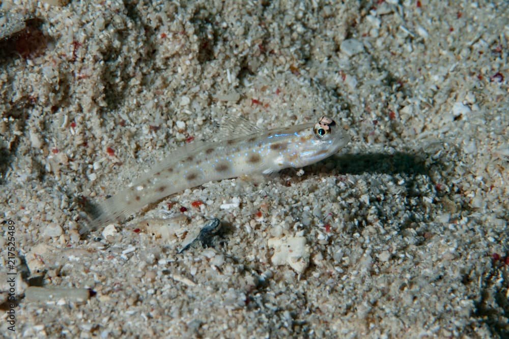 Pale shrimp-goby Ctenogobiops feroculus