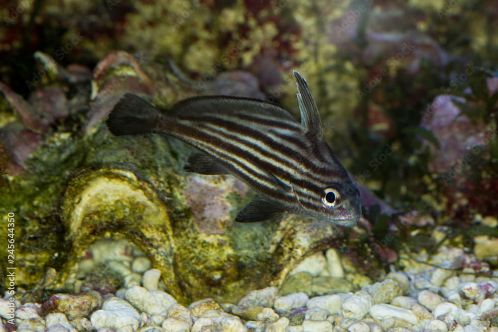  High-hat, cubbyu, streaked ribbonfish or striped drum (Pareques acuminatus).