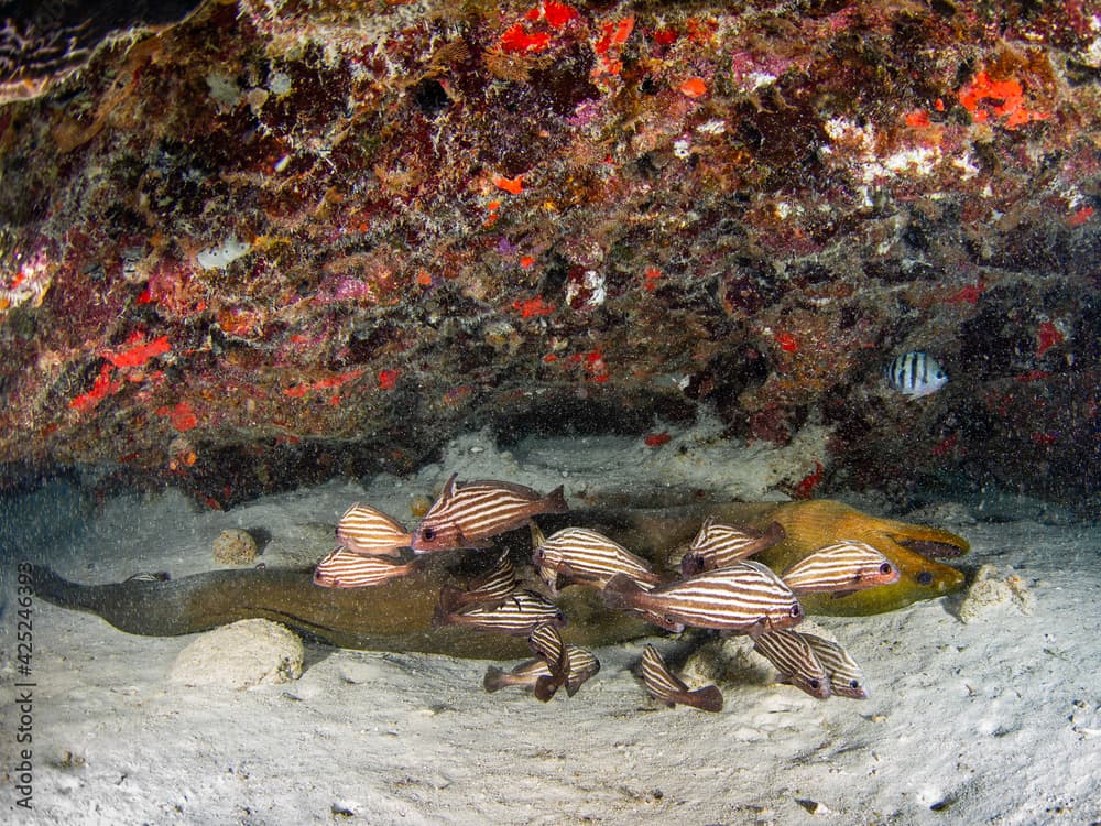 Green moray lying upside down and school of High hat on a sand bottom (Playa del Carmen, Quintana Roo, Yucatan, Mexico)