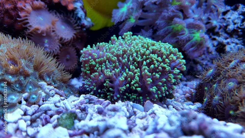 Green hairy mushroom coral in aquarium